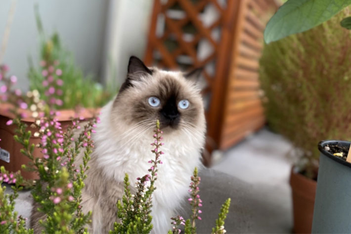 青い目の猫10選！特徴や飼育のポイントを紹介します！ | ペット